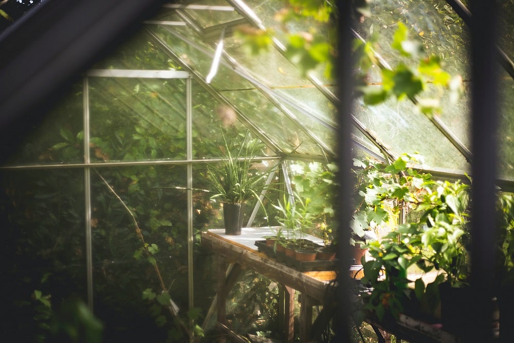 ‘Greenhouse Farming Should Be Well-Planned Business’