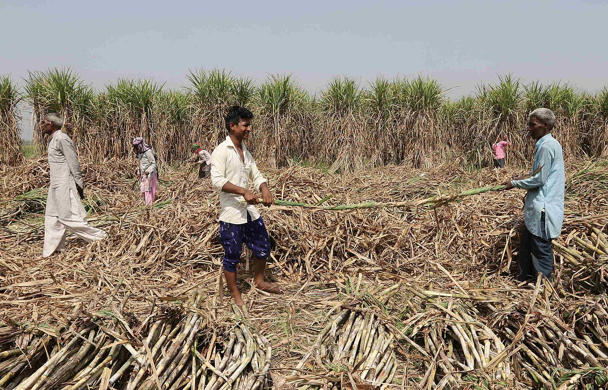 Online Filing Of Declaration Form Gets Easier For UP Sugarcane Farmers, Uploading Details Not Needed Anymore