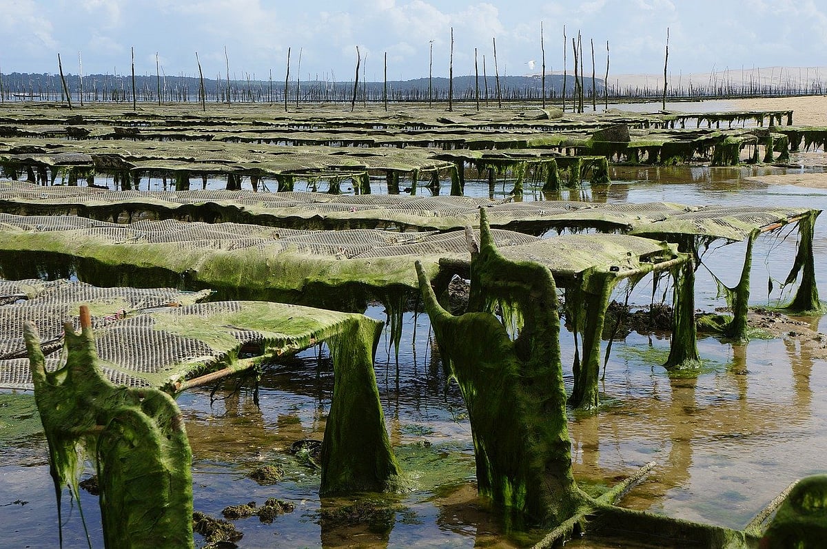 Aquaculture Is Key To Meet Increasing Food Demand: FAO