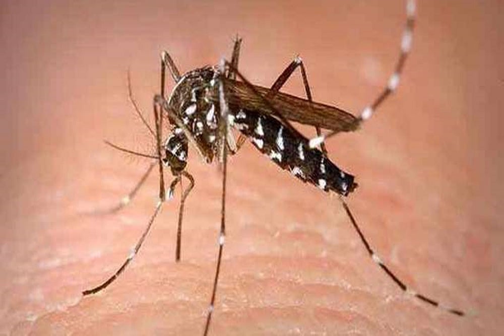 UP: 55 Suspected Dengue Patients Died In Firozabad Since Its Outbreak