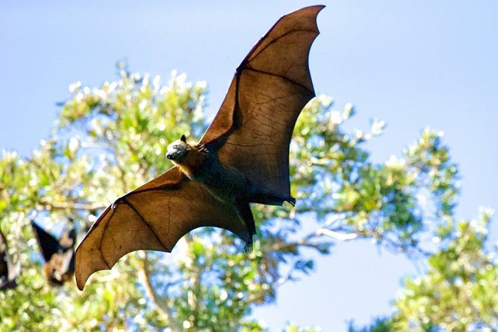 File Photo; Representative image : West Bengal Nipah Virus Scare: Two Nurses Critical