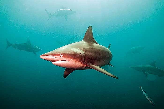 Show Me The Fin