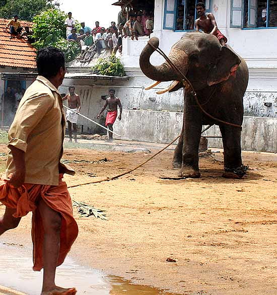 A Mammoth Problem