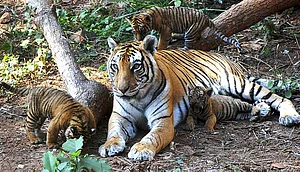 The Shers And Stripes
