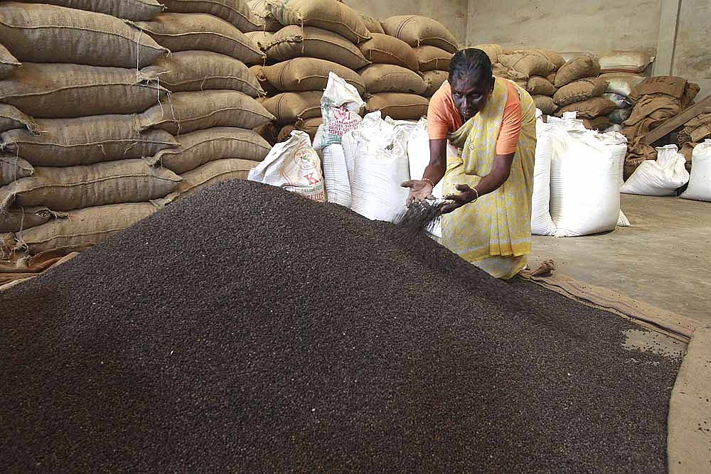 Cash Cropped Spice  