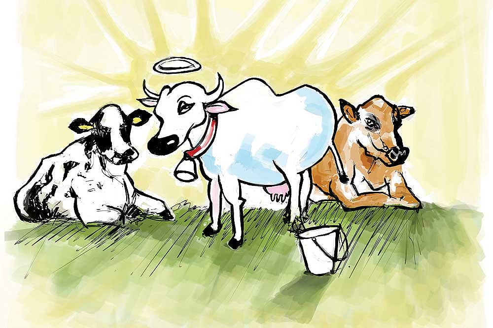 Nobody Beats Indian Cows