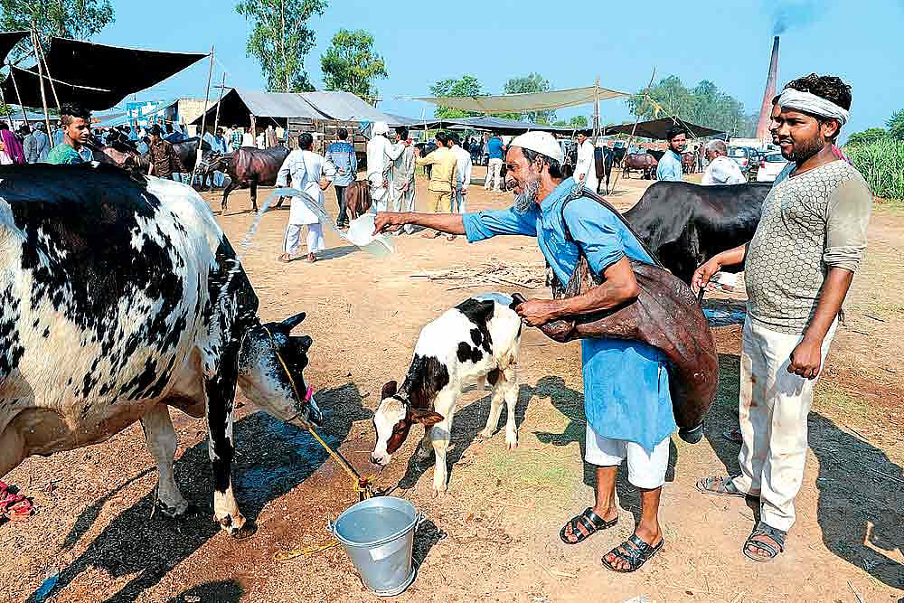 Cow Soldiers Ride Buff Bazaar