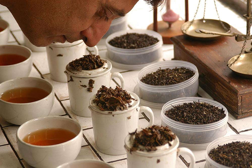 Why Darjeeling Tea Is Losing Its Aroma