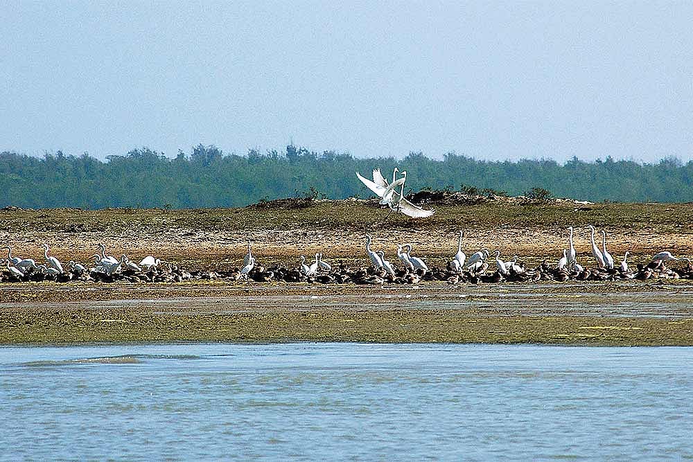 Aerodrome Project On Chilika Lake Sparks Ecological Fears