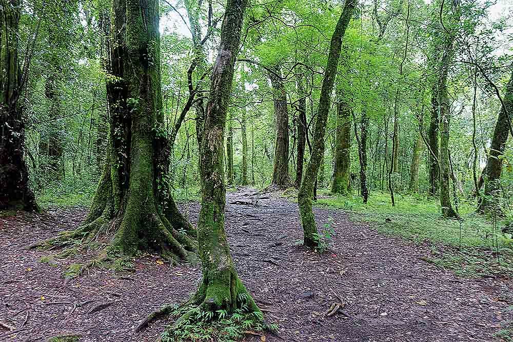 Heart Of The Woods