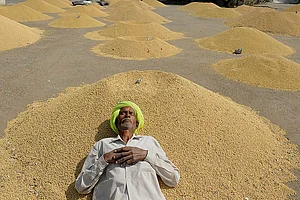 In Poll-Bound Madhya Pradesh, Farmers’ Anger Grows Despite A Good Harvest