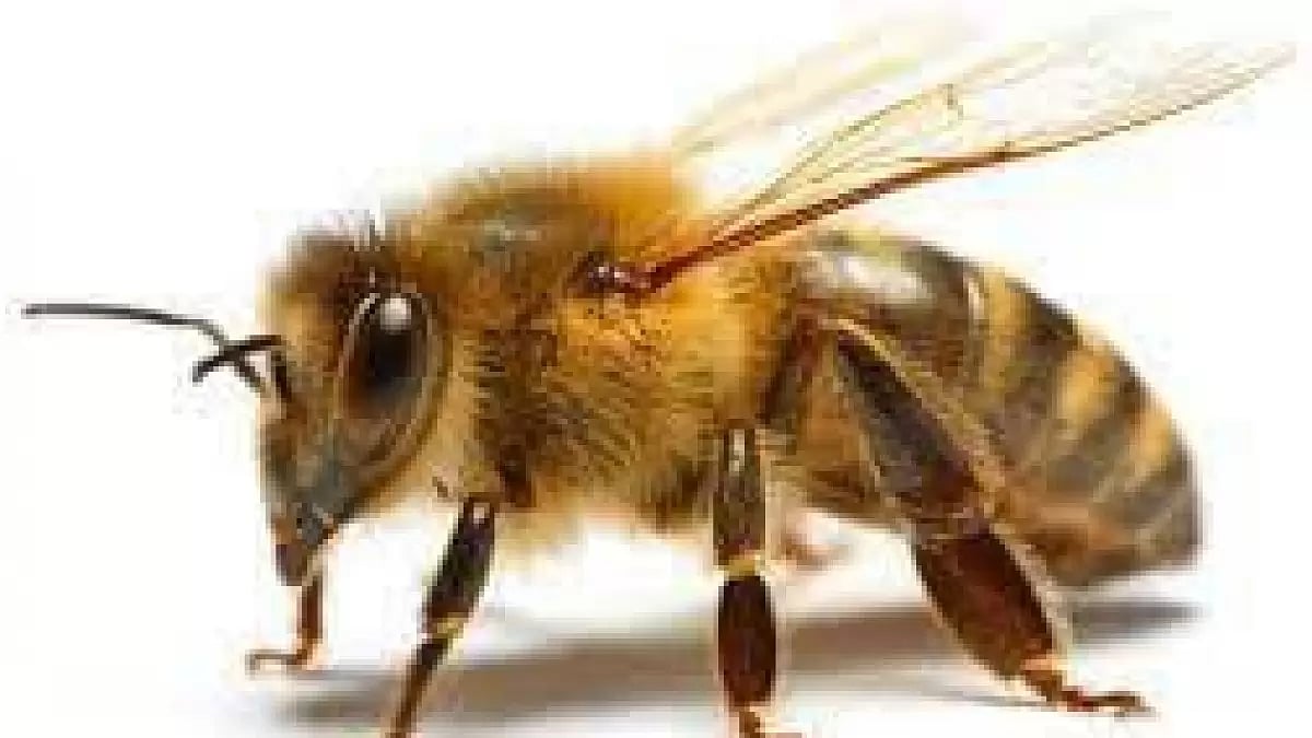 Bee attack