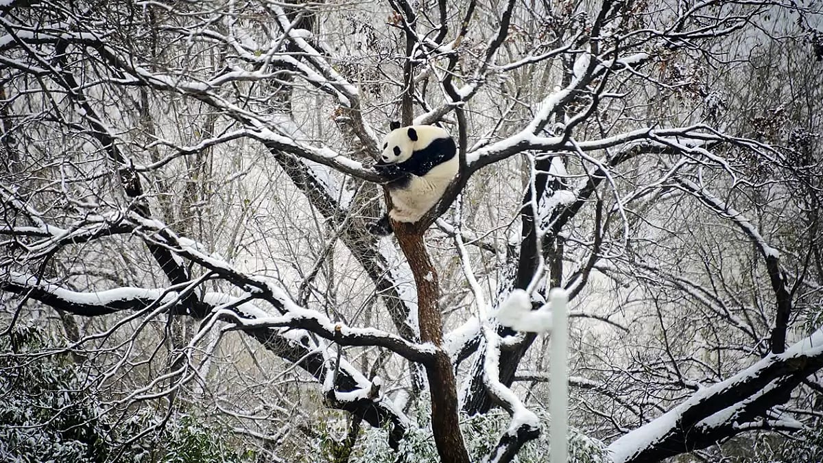 China Snow