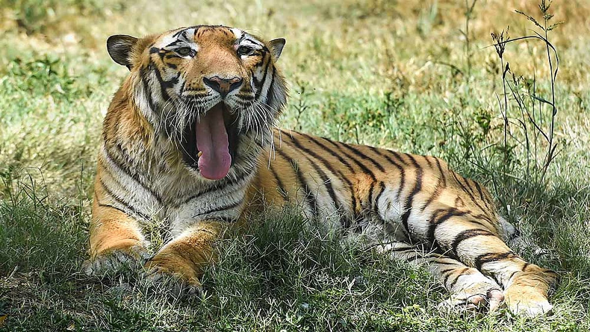 Oldest White Tigress At Delhi Zoo Dies