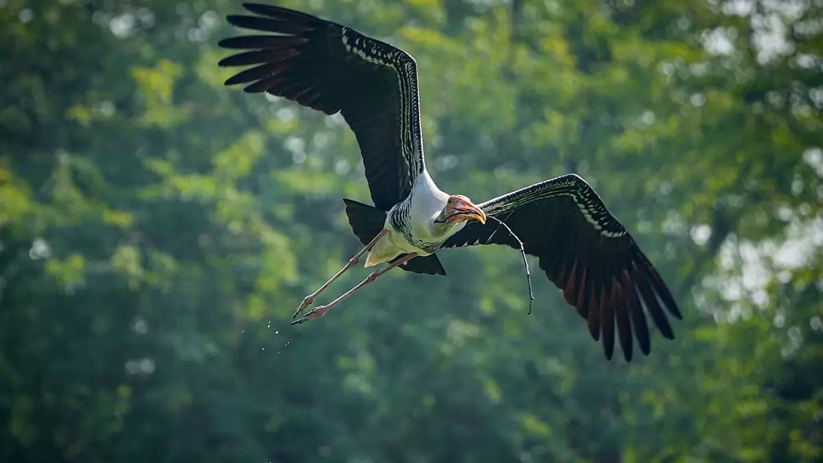 Delhi Zoo