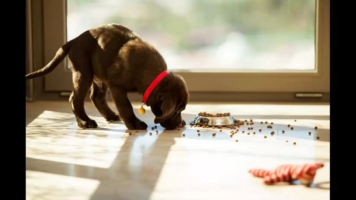 Dog food