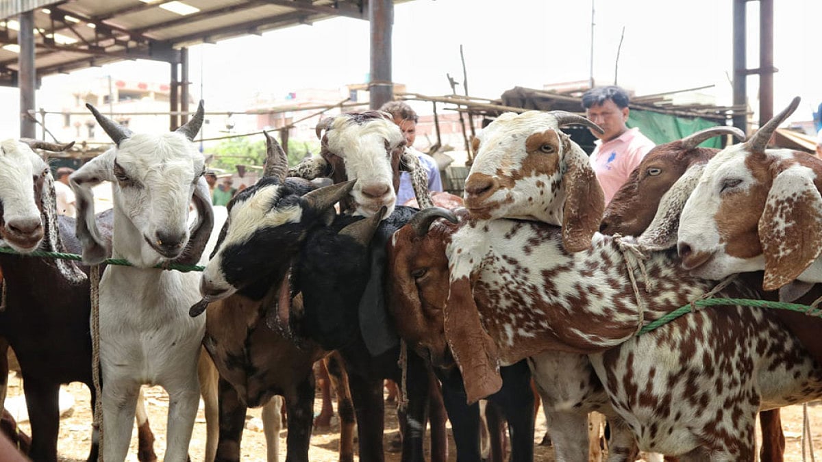 Maharashtra: 65 Goats Die Of Suffocation At Mutton Shop In Bhiwandi