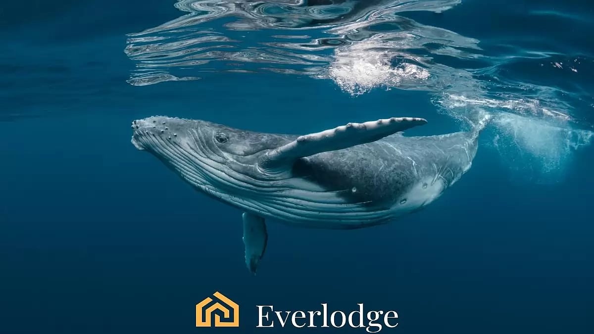 Everlodge