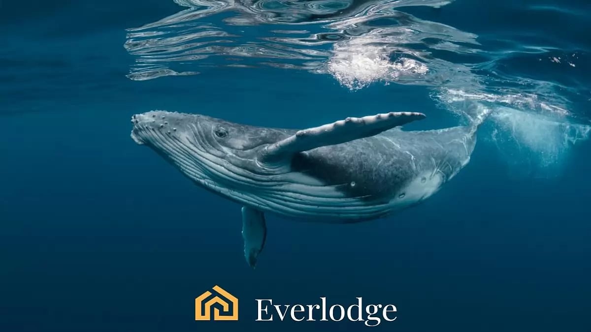 Everlodge