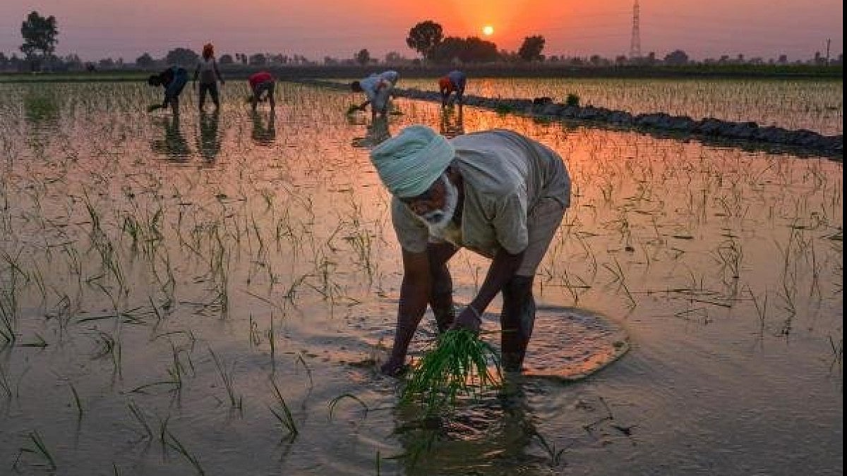Farmers harvesting crops (Representative image). 