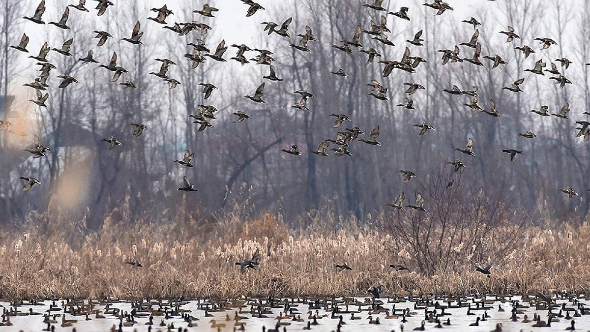 World Wetlands Day