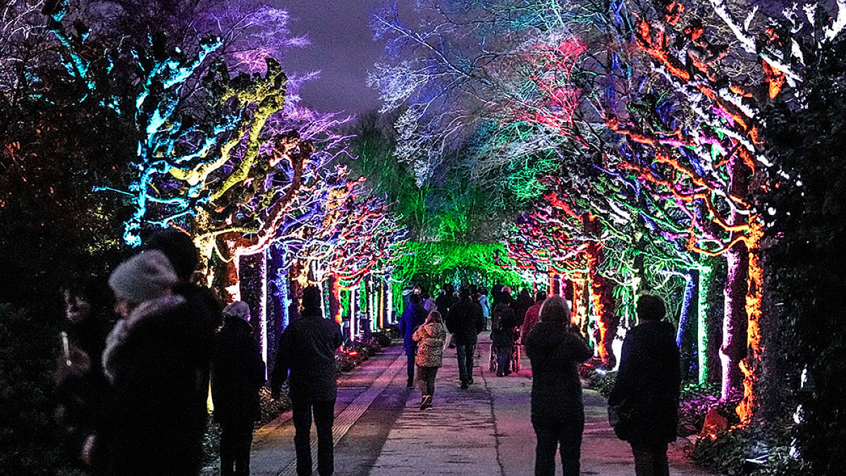 Trees Lit Up With Neon Fireflies At Germanys Light Art Festival