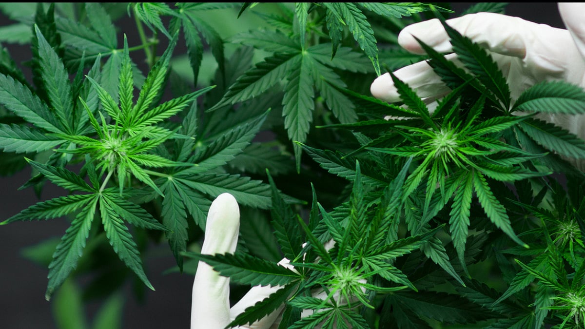 Two Held In Palghar With Cannabis Worth  Rs 11.44 Lakh