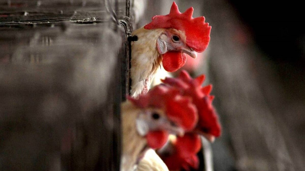 Bird Flu Detected In Maharashtra's Thane After Poultry Deaths