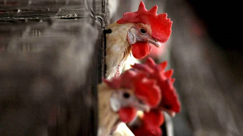 Jkhand: Central Team Visits Ranchi After Bird Flu Outbreak, Takes Stock Of Situation