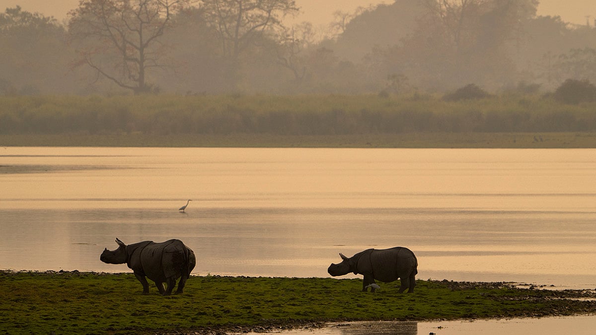 Kaziranga National Park
