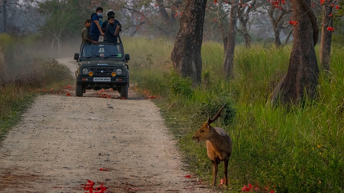 Kaziranga National Park