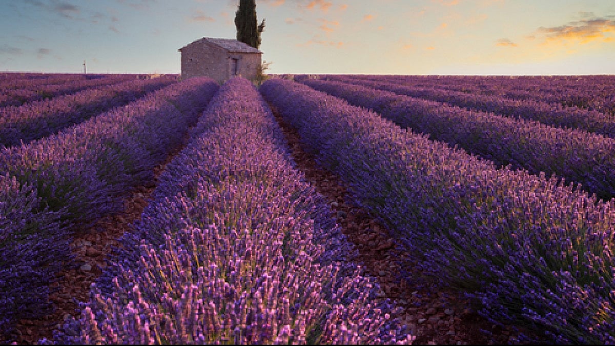 Purple revolution in J&K, 6th March 2022. (Representational image)