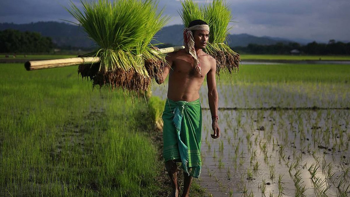 Punjab Records 30.84 Lakh Hectares Under Paddy This Season