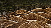 Forest without the Sky by Sangita Maity Woodcut print Courtesy: Shrine Empire
