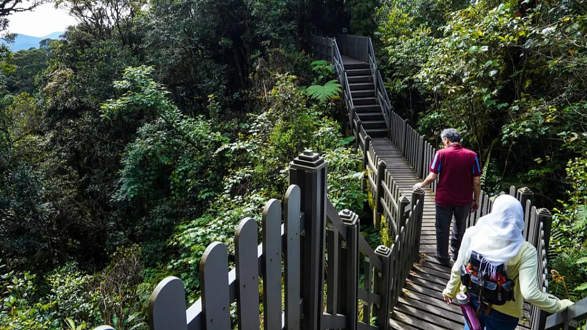 The forest walkway in the Mossy Forest in the Cameron Highlands 