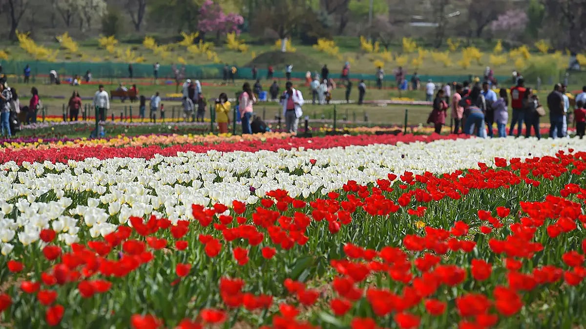 Asia's largest Tulip Garden all set to welcome tourists