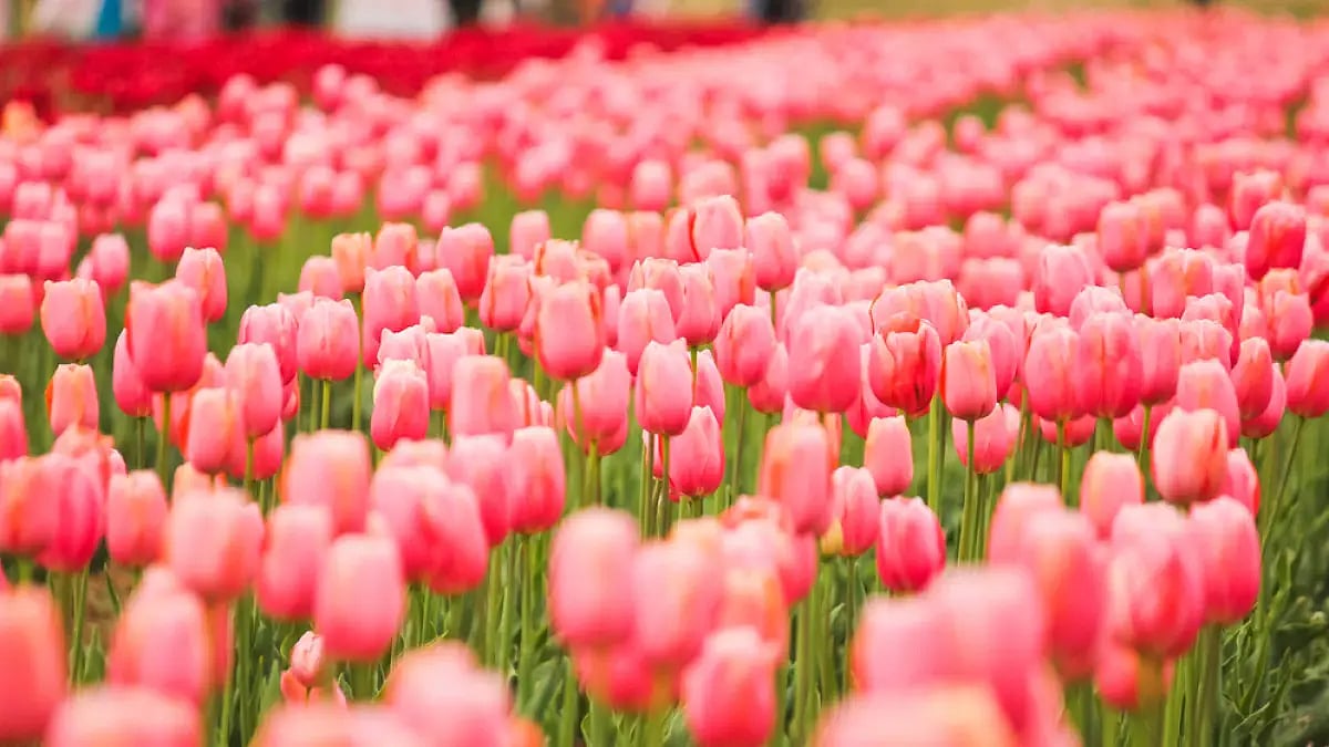 The tulip garden in Srinagar is now open for visitors 