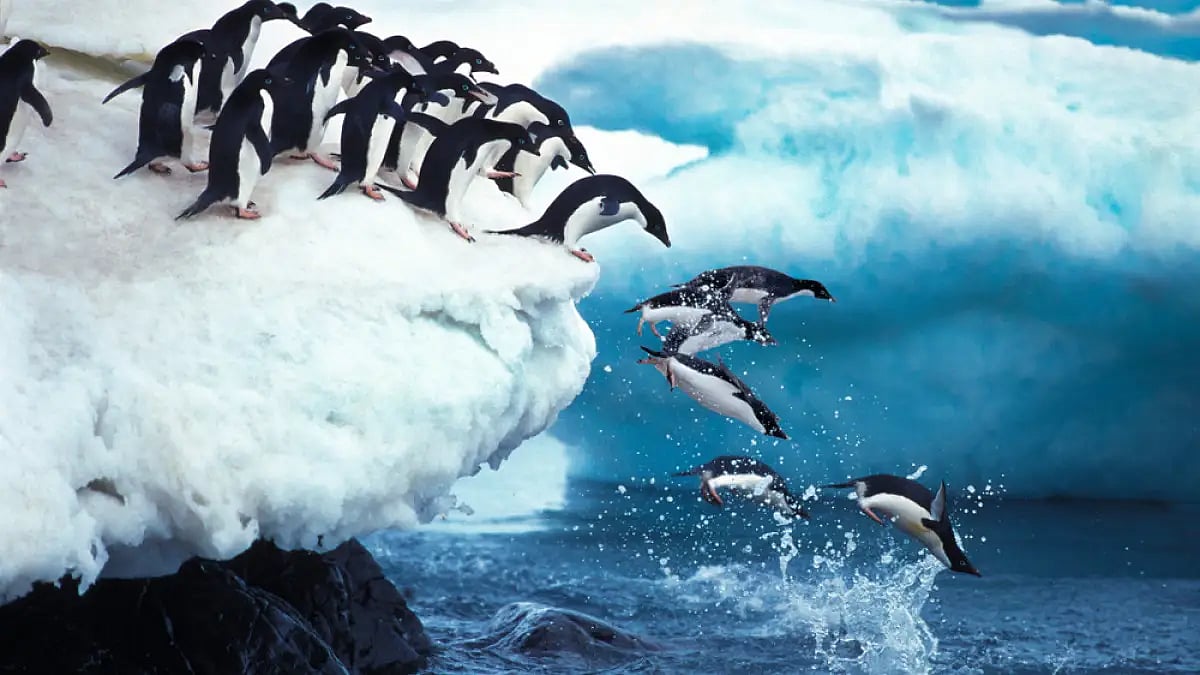 Adelie penguins leaping into the ocean in Paulet Island,  Antarctica