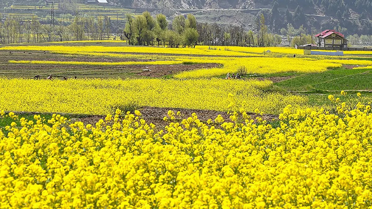 Oil Producers Want Rajasthan To Be Declared Mustard State