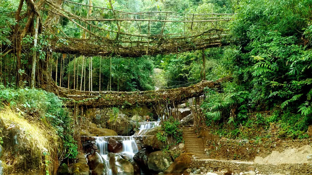 |Representational : One of the living root bridges in Meghalaya 
