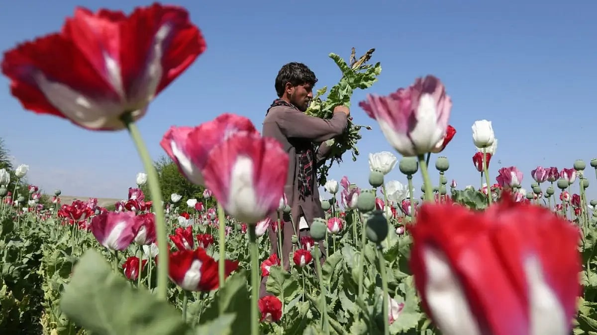 An Afghan man in a poppy field