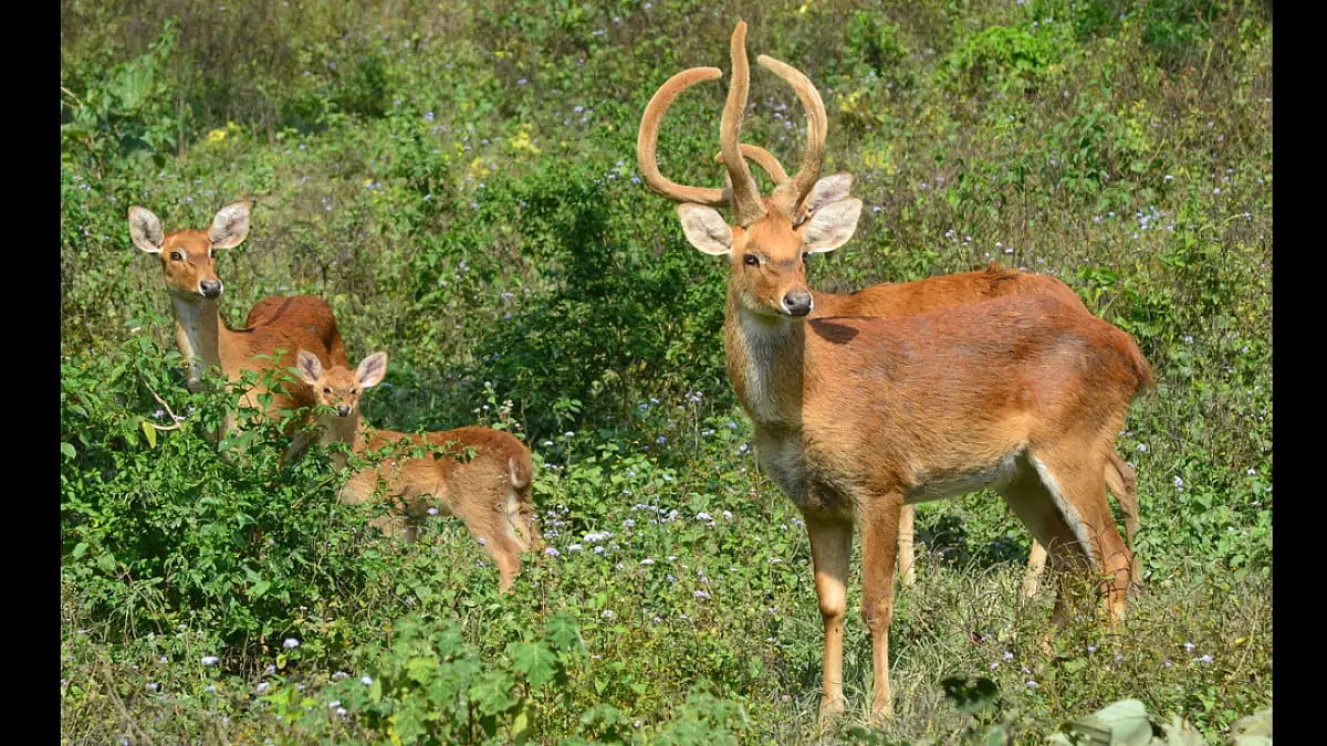 The Sangai deer of Manipur