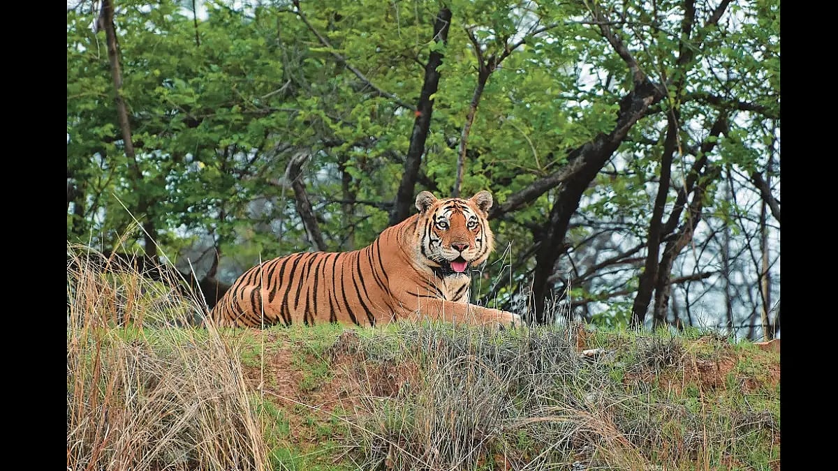 A tiger sighting