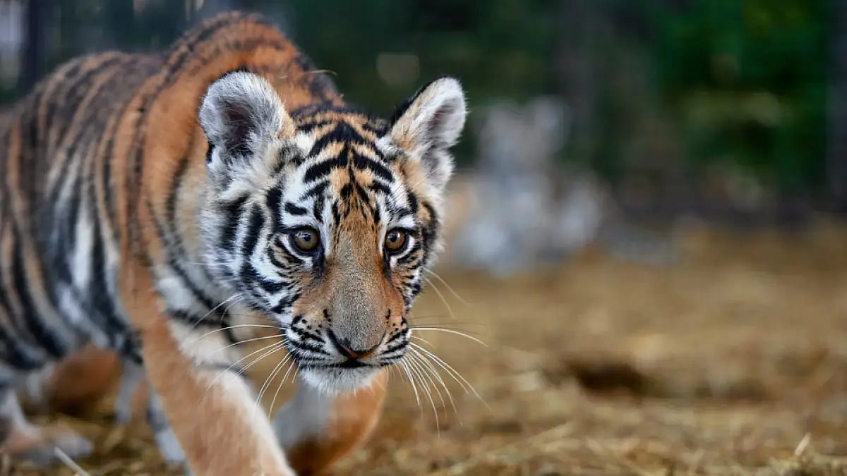 India has a variety of flora and fauna that never fails to amaze wildlife enthusiasts