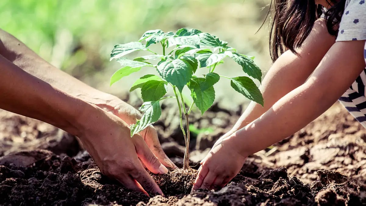 MCD developed 1.75-acre green cover in northwest Delhi's Wazirpur locality