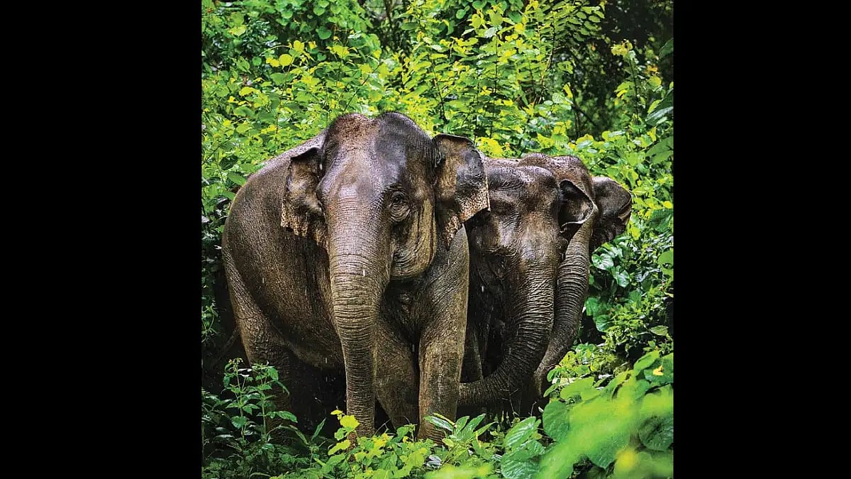 DFO Issues Showcause Notice To DRM Over Death Of Elephant On Railway Track