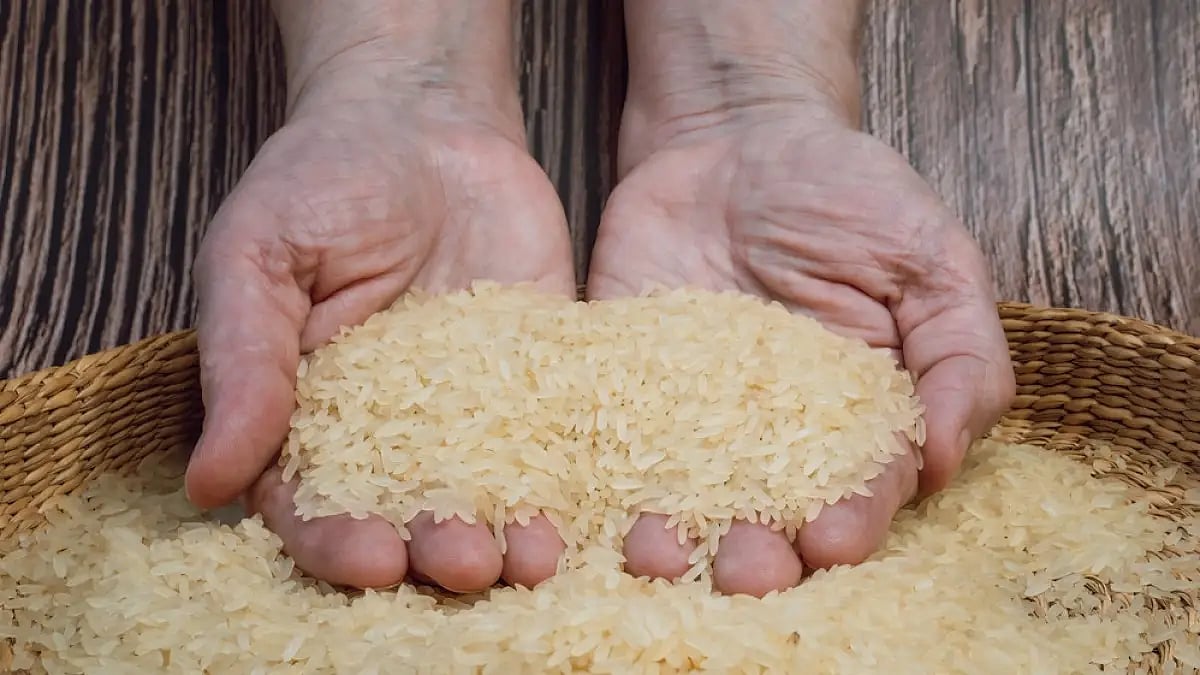Is fortified rice the way to feed hungry Indians?
