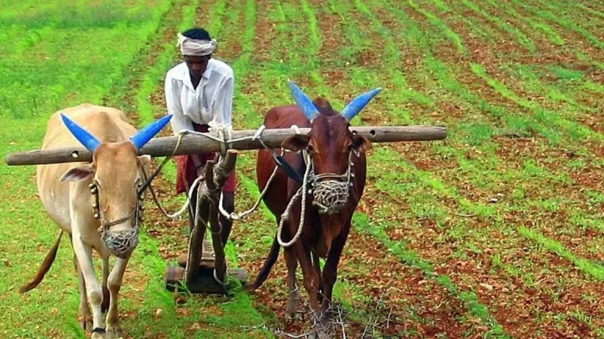 IFFCO And Coromandel International To Manufacture Nano DAP For 3 Years: Government