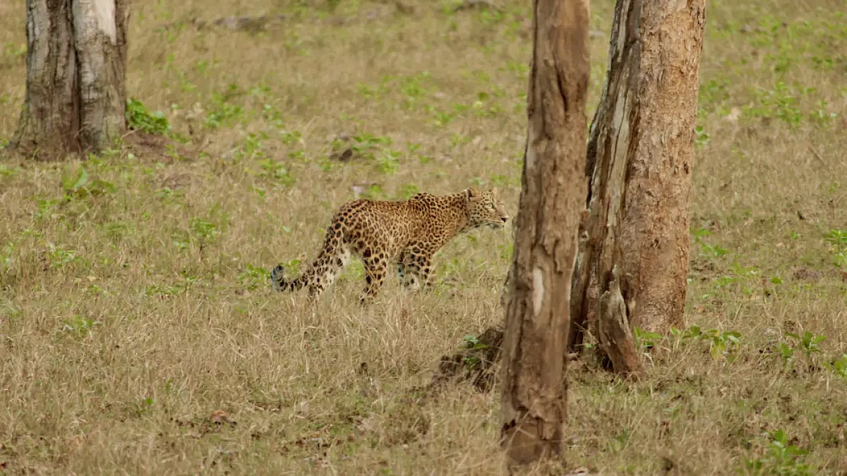 The leopard made a quick move 