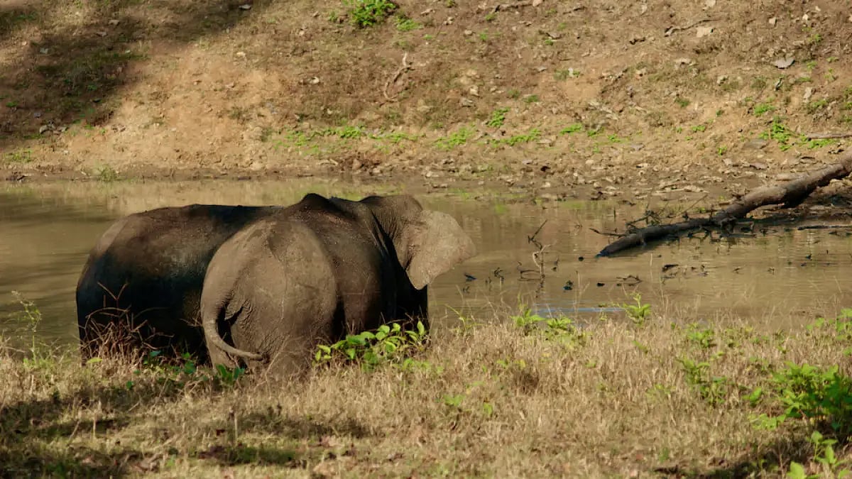 3 Held For Poaching Elephant For Ivory